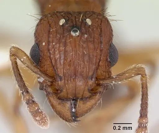Tetramorium bicarinatum specimen CASENT0173285 image casent0173285_2