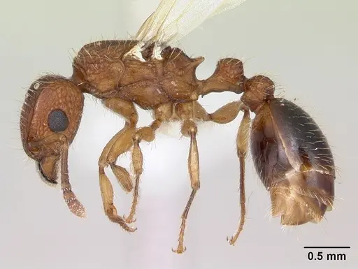 Tetramorium bicarinatum specimen CASENT0173285 image casent0173285_3