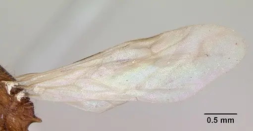 Tetramorium bicarinatum specimen CASENT0173285 image casent0173285_4