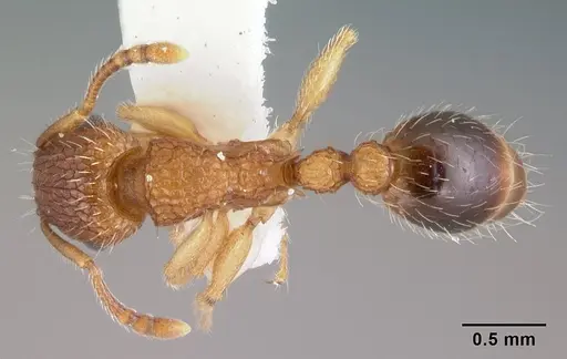 Tetramorium bicarinatum specimen CASENT0178426 image casent0178426_1