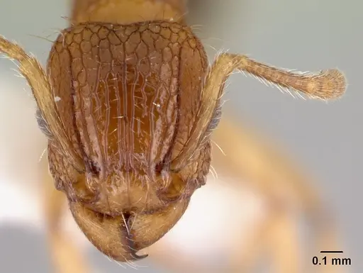Tetramorium bicarinatum specimen CASENT0178426 image casent0178426_2