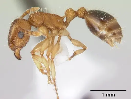 Tetramorium bicarinatum specimen CASENT0178426 image casent0178426_3