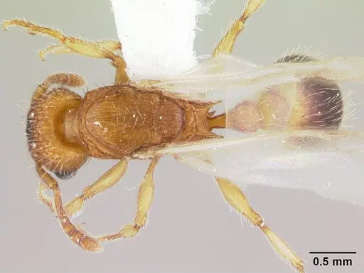 Tetramorium bicarinatum specimen CASENT0178427 image casent0178427_1