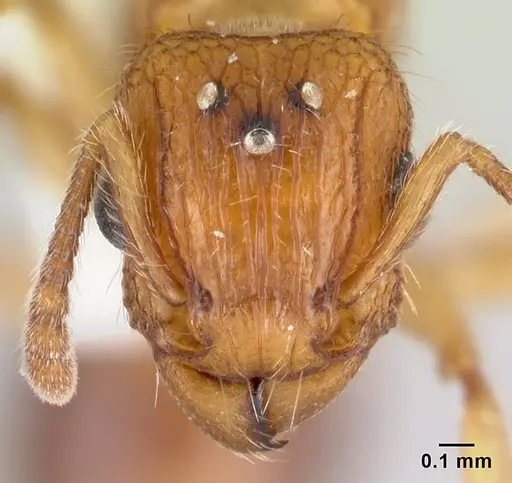 Tetramorium bicarinatum specimen CASENT0178427 image casent0178427_2