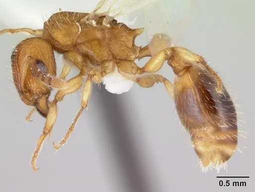 Tetramorium bicarinatum specimen CASENT0178427 image casent0178427_3