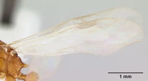 Tetramorium bicarinatum specimen CASENT0178427 image casent0178427_4