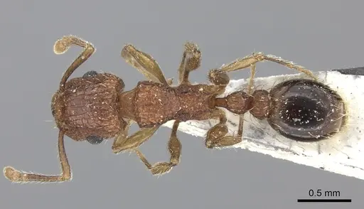 Tetramorium bicarinatum specimen CASENT0235199 image casent0235199_1