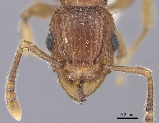 Tetramorium bicarinatum specimen CASENT0235199 image casent0235199_2