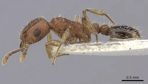 Tetramorium bicarinatum specimen CASENT0235199 image casent0235199_3