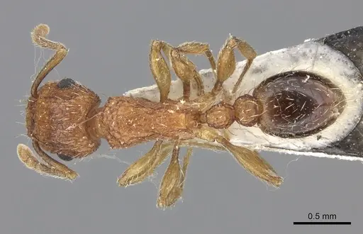 Tetramorium bicarinatum specimen CASENT0235200 image casent0235200_1