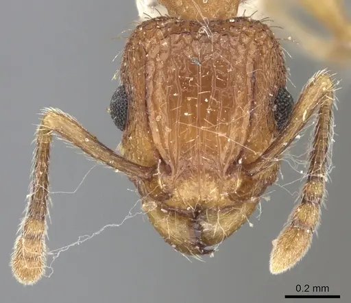 Tetramorium bicarinatum specimen CASENT0235200 image casent0235200_2