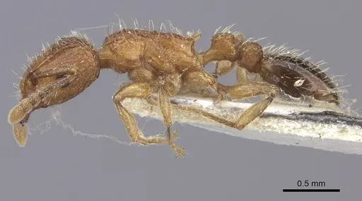 Tetramorium bicarinatum specimen CASENT0235200 image casent0235200_3