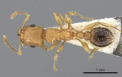 Tetramorium bicarinatum specimen CASENT0235201 image casent0235201_1