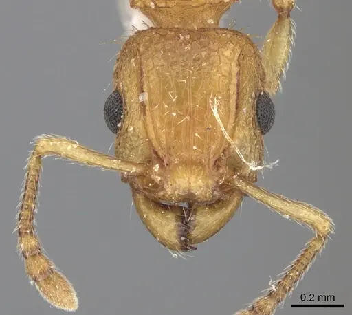 Tetramorium bicarinatum specimen CASENT0235201 image casent0235201_2