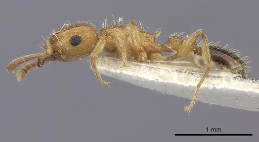 Tetramorium bicarinatum specimen CASENT0235201 image casent0235201_3