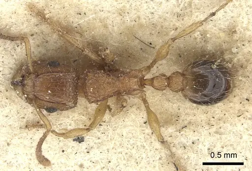 Tetramorium bicarinatum specimen CASENT0235209 image casent0235209_1