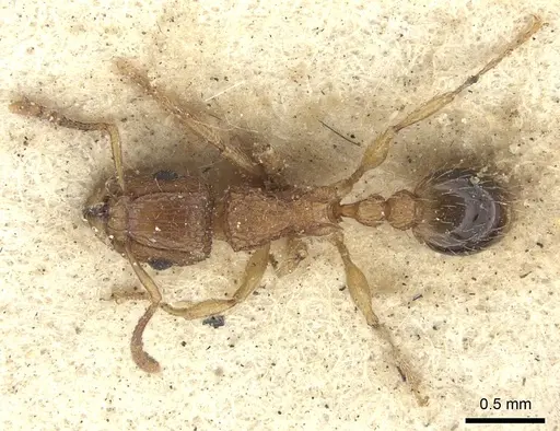 Tetramorium bicarinatum specimen CASENT0235209 image casent0235209_2