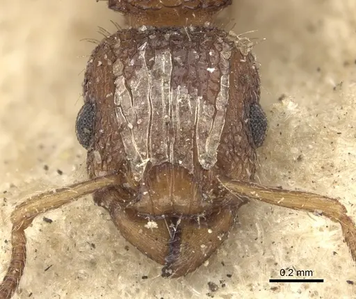 Tetramorium bicarinatum specimen CASENT0235209 image casent0235209_3
