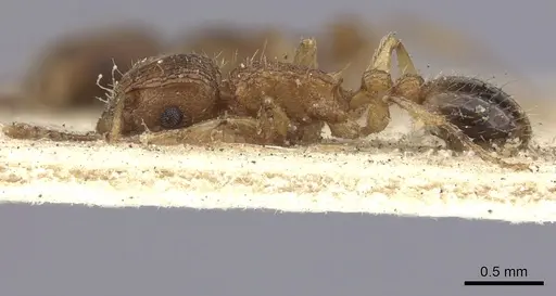 Tetramorium bicarinatum specimen CASENT0235209 image casent0235209_4