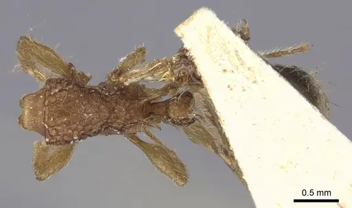 Tetramorium bicarinatum specimen CASENT0235210 image casent0235210_1