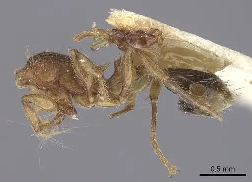Tetramorium bicarinatum specimen CASENT0235210 image casent0235210_2