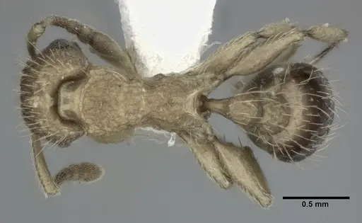 Tetramorium bicarinatum specimen CASENT0246153 image casent0246153_1