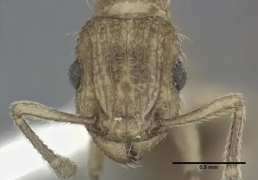 Tetramorium bicarinatum specimen CASENT0246153 image casent0246153_2