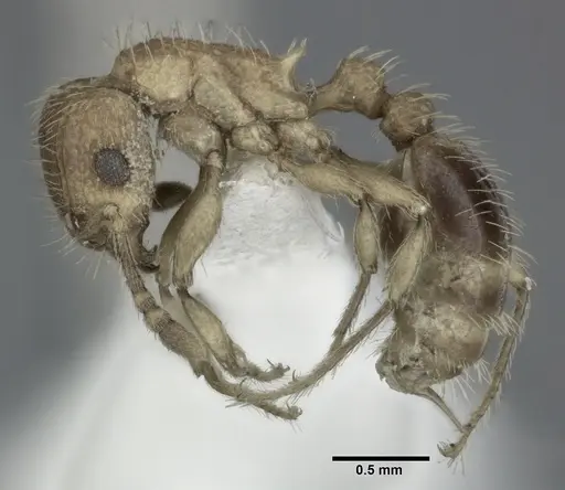 Tetramorium bicarinatum specimen CASENT0246153 image casent0246153_3