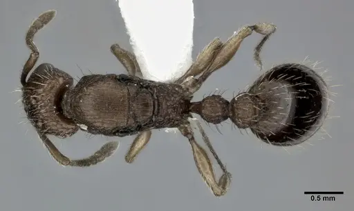 Tetramorium bicarinatum specimen CASENT0246154 image casent0246154_1