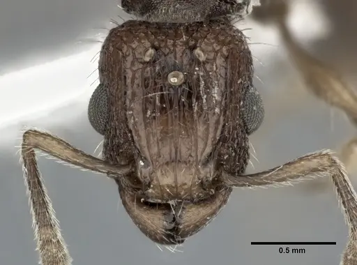 Tetramorium bicarinatum specimen CASENT0246154 image casent0246154_2