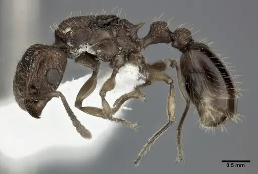 Tetramorium bicarinatum specimen CASENT0246154 image casent0246154_3