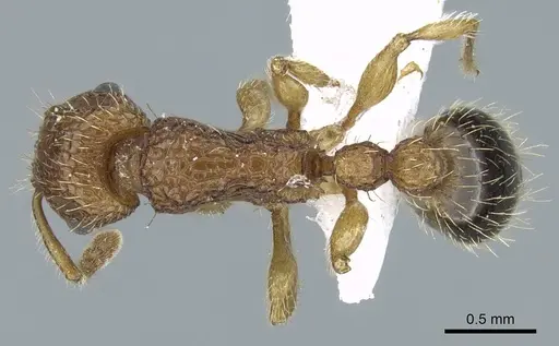 Tetramorium bicarinatum specimen CASENT0248791 image casent0248791_1