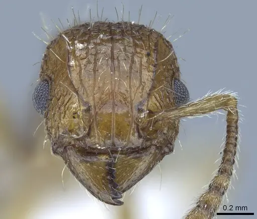 Tetramorium bicarinatum specimen CASENT0248791 image casent0248791_2
