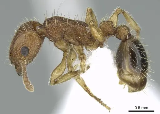 Tetramorium bicarinatum specimen CASENT0248791 image casent0248791_3