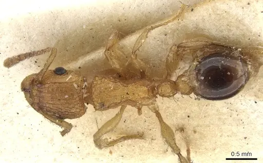 Tetramorium bicarinatum specimen CASENT0901076 image casent0901076_1