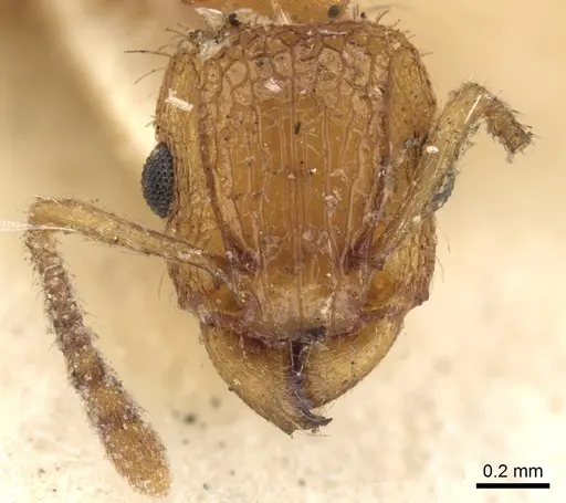 Tetramorium bicarinatum specimen CASENT0901076 image casent0901076_2
