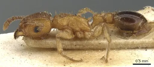 Tetramorium bicarinatum specimen CASENT0901076 image casent0901076_3