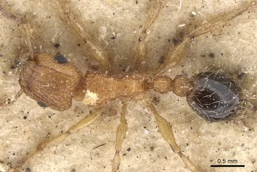 Tetramorium bicarinatum specimen CASENT0901374 image casent0901374_1