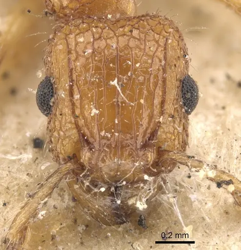 Tetramorium bicarinatum specimen CASENT0901374 image casent0901374_2