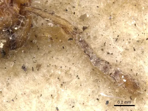 Tetramorium bicarinatum specimen CASENT0901374 image casent0901374_3