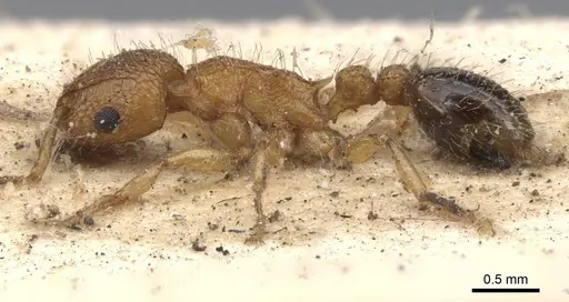 Tetramorium bicarinatum specimen CASENT0901374 image casent0901374_4