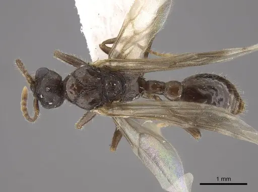 Tetramorium bicarinatum specimen CASENT0917686 image casent0917686_1