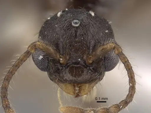 Tetramorium bicarinatum specimen CASENT0917686 image casent0917686_2