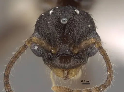 Tetramorium bicarinatum specimen CASENT0917686 image casent0917686_3
