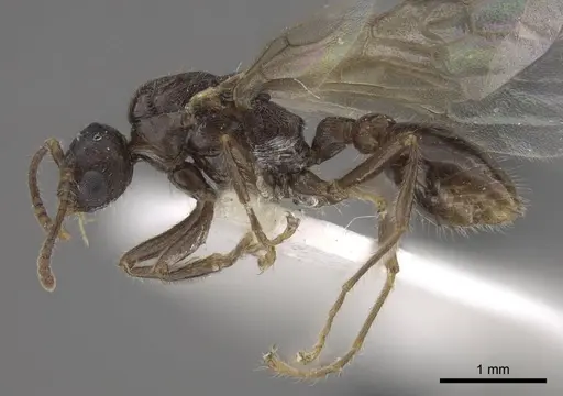 Tetramorium bicarinatum specimen CASENT0917686 image casent0917686_4