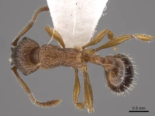 Tetramorium bicarinatum specimen CASENT0917687 image casent0917687_1