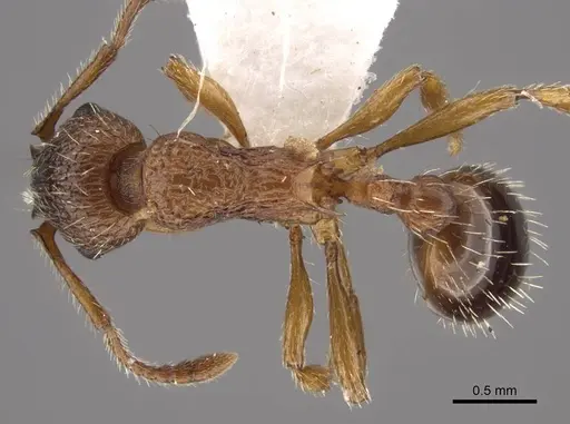 Tetramorium bicarinatum specimen CASENT0917687 image casent0917687_2
