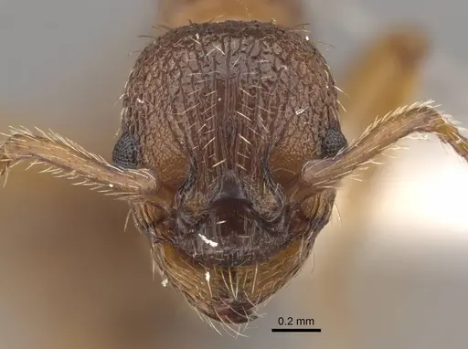 Tetramorium bicarinatum specimen CASENT0917687 image casent0917687_3