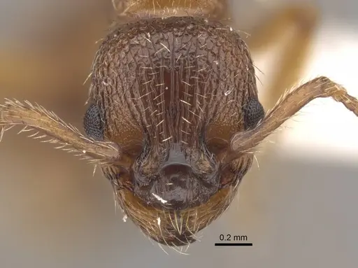 Tetramorium bicarinatum specimen CASENT0917687 image casent0917687_4
