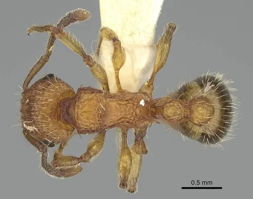 Tetramorium bicarinatum specimen CASENT0919922 image casent0919922_1